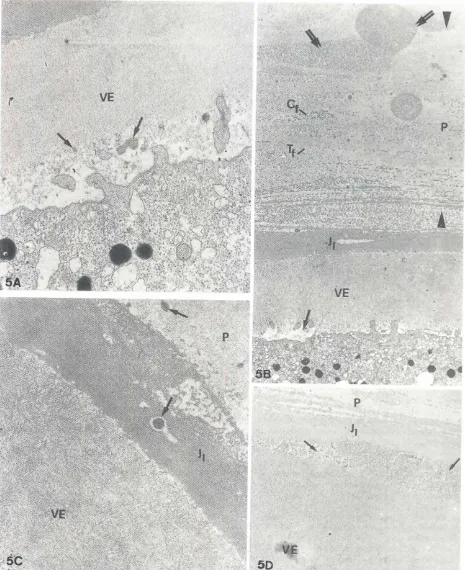 Fig. 5. ExocytosedmaterialIndunng plug liquefaction.on the egg surfaceand investments.(AI Small aggregatesof electron-densematerial (arrows) can be observednext tothe plasmamembrane.(x27.000J.(B) The exocytosedmaterialis also presentin electron-transparent