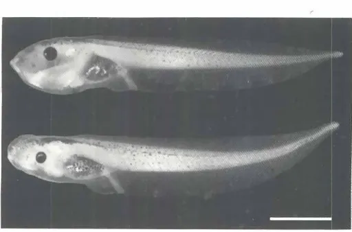 Fig. 2. Above:Normaltadpoleaged8 days(st. 46), Below:fh mutamofrhesameage(st. 45/46)exhibitingmicrophthalmyand flatteningof the head.Scalebar=2 mm.