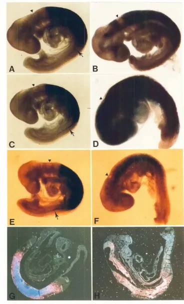 Fig. 7. RA-inducedmRARB -lacZ expressionin chimericembryos.RA-treatedembryoscontaining 2£5