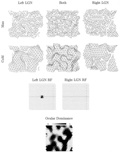 Figure 8.The state of the geniculocortical pathway after 7.5the left eye.measure of topography, whereas thesheet on the cortex; the third maps show the representation of only the right LGN sheet on the cortex; and the second maps show the representationof 