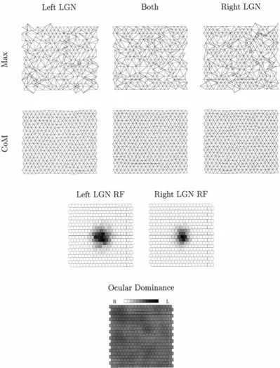 Figure 9.The state of the geniculocortical pathway after 5.0 � 10 5 time steps in a simulation in which visually evoked activity rather than spontaneousretinal waves is used
