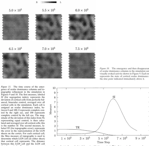 Figure 10.of ocular dominance columns in the simulation using