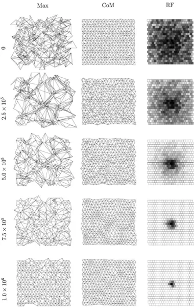 Figure 4.An example of a one-eye, one-LGN sheet simulation using spontaneous retinal waves in which amacrine cell refractory period reinitializationoccurs regularly