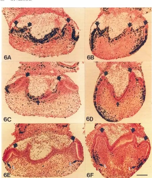Fig. 6. Effect of RA-deficiencyon cell proliferationpatterns.Sagittal sectionsthroughday-16 molars incubatedin the presence of BrdU after4 (GA.B), 6 (6C.D) and 7 (6E,F) days in culture,in aCM (GA,e,E) or RA-suppfementedaCM (6B,D,F).Nuclei which have incorporatedardU are stained inblack.Note the persistenceof rhe labellingover the intercuspalregion (small arrows) and its disappearancefrom the cervical loop regions(L) after6 (GC)and7 (GEldays in culture in RA-depletedexplants.Largearrows,cusps.Sagittalsections.Scalebar represents100 J1m