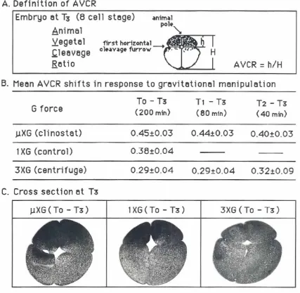 Fig. 2. Definitionof AVCR and gravitationaleffectson AVCR and distributionof yolk platelets.(AI A VCRis defmed as the rauo of the height ofthe animal blastomere to the height of the embryo ar the 8 cell stage