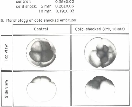 Fig. 4. Cold shockedembryowith reducedAVCR. (AI Comparedto control (10 spawnings,130 embryos).mean A VCR was reducedby cold shockat T2from 1E5'Cto (FC for 5 min (6 spawnings,60 embryos)or 10 min (5 spawnings,80 embryos).IB) A rypica/l0mincold-shockedembryo is illustrated.