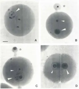 Fig.15.ducedpOS/tlon Morphologyofblastomerenuclei(longarrowhead)intro.intoactivatedoocytes.(A) 118 nucleustransferredto oocyte40min afteractivationIS slightlychanged,butretainsinterphasecharacter,whereasoocytechromatincompletesthesecondmeioticdivision(1 hc