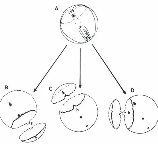 Fig. 1. Markingof unhatchedeggs.One spotis p/acedovertheembryonichead and two spotsare placedover the body axis