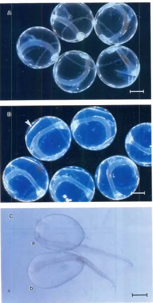 Fig. 2. Reshapingof1heyolk sac.(AI Halibuteggs beforethe hatching process has been induced The bar represents1mm.(81 About30 minutesafter stimulationof hatching,the posterior part of the yolk sac has contracted,resultingin closer contact betweenthe HGCs an