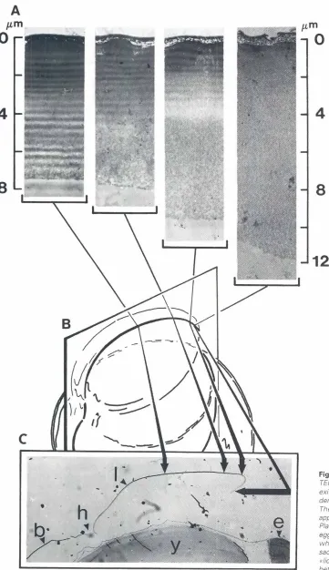 Fig. 4. Ultrastructureof an emptyeggshell.(A)TEM of differentpartsof the lid duringthe larvalexit.The zona fadiara consistsof (17) electron-dense lamellae, and an externalthin zona pelluclda.Thenumberoflamellaedecreasesasoneapproachesthe rupturedpart of th