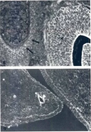 Fig.9: GD130.5% BSA in placepalatecontrolincubatedwith PBS containingofprimaryantibody.