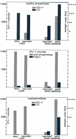 Fig. 3. Characterizationof stromalpositive cells is expressedcellsgrownfromfetalliver,neonatalliver, neonataland adult bone marrow.Thenumber of coloniescontaining alkaline phosphatase,acid phosphatase,and myeloperoxidase- as a percentage of the totalnumber of coloniesexamined.Rela,tiveamounts(arrhe presenceof alkaline phosphataseandmye/operoxidasepositive cells in the adherent layers of long-term culturesare shown.