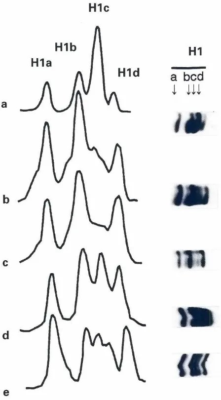 Fig. 1. Polyacrylamidegel electrophoresischickenof histoneH1 proteinsfromreticulocytesla)andchickenerythrocytes(b).HistoneHIproteinswere electrophoresedon an acid/urea18% polyacrylamidegel at150 V for 72 h