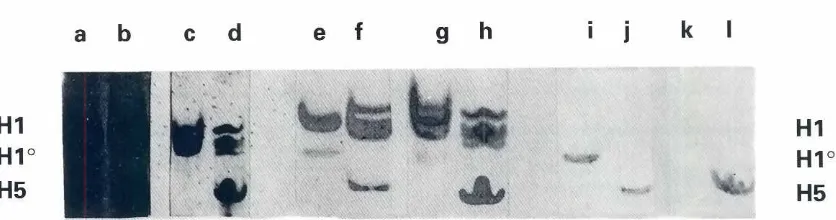 Fig. 6. Reactionof 5% perchloricacidsolubleproteins,obtainedfromratandchickentissues,withantiserumto ratH1°.HistoneH1 proteinsand other5 % perch/oTicacid solubleproteinsobtainedfrom rat and chicken tissueswere electrophoresedin15%aceticacid/ureapolyacrylam