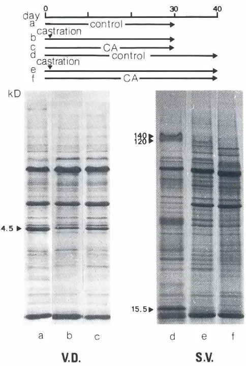 Fig. 2. Effectsof castrationandcyproteroneacetateadministrationonproteinlevels in malesaged30 (VDI or 40 (SV) days.Vasa deferentiaand seminalvesiclesfromtreatedmaleswerepooled(5-10animalspercondition).The experimentwas made tWice with two different pools a