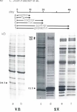 Fig. 4. Effects of thyroxine.testosteroneon proteinproteinsproteins studiedand prolactinadministrationlevels in malesaged from 10 to 40 days.Polyacrylamidegelelectrophoretic analysis of proteins from vas deferens (VD) and seminalvesicle (SV)