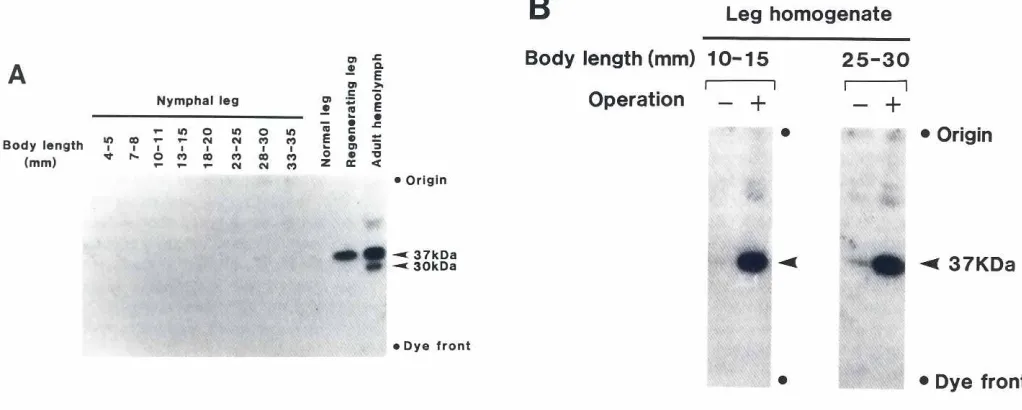 Fig.1. Immunoblotting)1g of protein.analysiswithregenectinantibodyofhomogenatesof regeneratinglegs at varioustimesafter amputation.Regeneratingtissue of meta thoracic legs collectedon the indicated daysafter amputation(operation +Jand norma/legscollectedfr