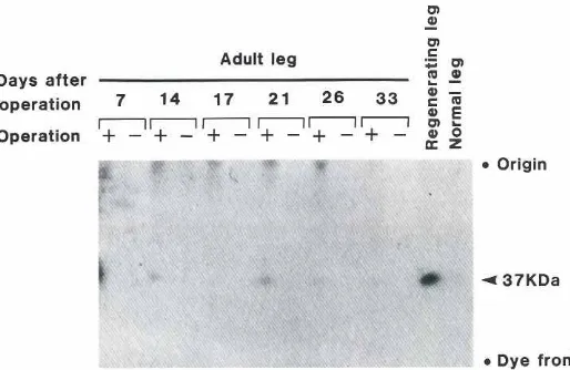 Fig. 3. Immunoblottingof amputatedadultadult legs. A meta thoracic leg ofPeriplanetawas amputated between the coxa and femur