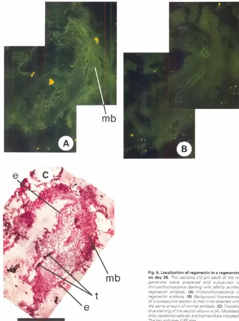 Fig. 5. Localizationof regenectinin a regenerateon day 26. Thin sections (10 11meach) of the re-generatewerepreparedandsubjectedtoimmunofluorescencestainingwith affinity purifiedregenectinantibody.(A) Immunofluorescenceofregenectinantibody.(B) Backgroundfl