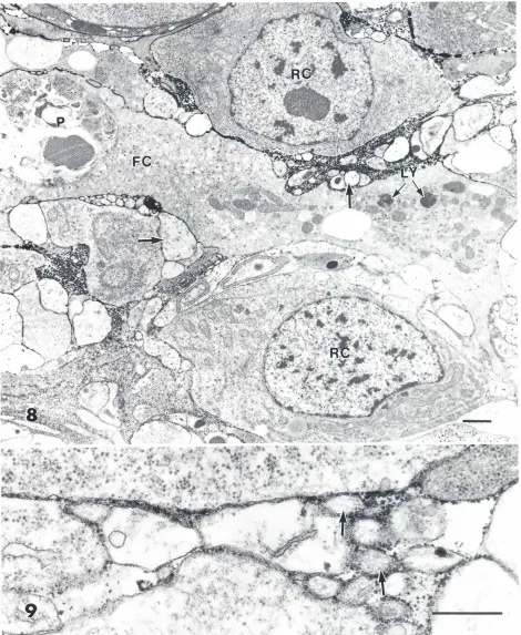 Fig. 8. One-day regeneratetreatedwith colchicine.Accumulationof regenerativecells is inhiblted_The cyroplasmof a large fixed parenchymace/f(FC) contains phagosomes (P), RER, Golgi bodies and lysosome-like granules (LY!