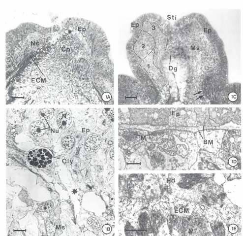 Fig. 1. Morphologicaleventsof ECM formation.(A) Semi-thinsagittal secrion 24 h after amputationat the first abdominal segmentlevel