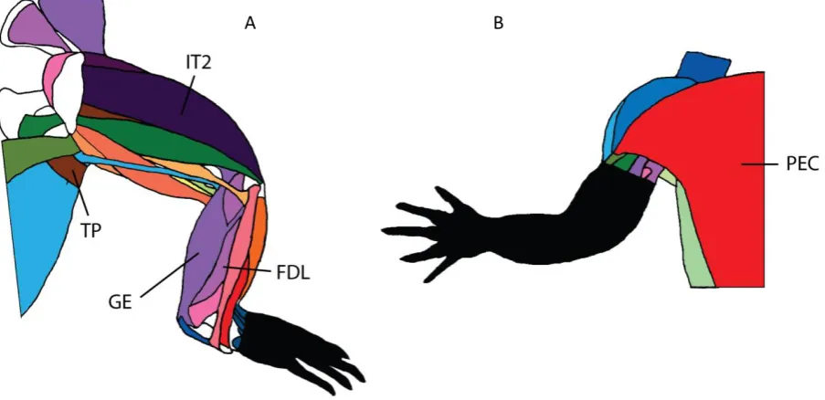 Figure 1. Crocodile muscles that EMG data were collected from. A) Hindlimb dorsal view, B) Forelimb ventral view