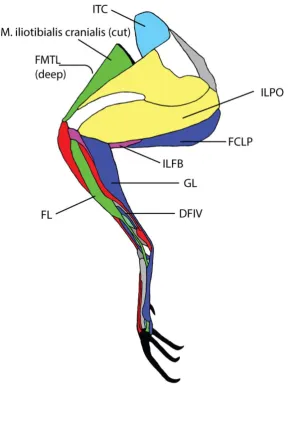 Figure 2. Avian muscles that EMG data were collected from. Hindlimb is from a representative tinamou; figure modified from (50)