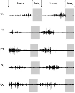 Figure 4. Filtered EMG for crocodile muscles during normal walking (~0.1 ms-1).  