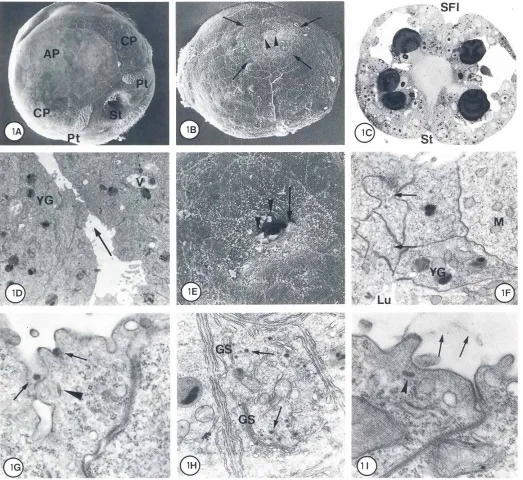 Fig. 1. The formationand closurebatchx500.Apical protrusionsare late stagesat the rim of the closing SF/.and electron lucent vesiclesof1he SFI in 1rochophorelarvae.A-C show trochophorelarvae with 35 h of development.D-J stem from oneof 37 h of development.