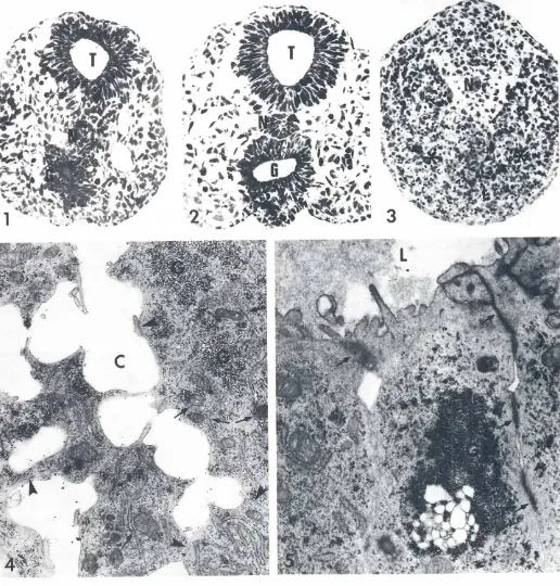Fig. 1. x220., 1-day embryo.Semi-thincross sectionthroughthe tip of the tail.Newlyformednotochord(N)andtailgut(G) are visible.T