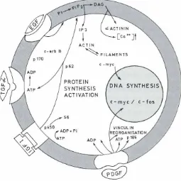 Fig. 3. In vivo expression of IGF I, insulin, c-mycand c-H-rasoncoproteinsfrom 8-12 days of mouse gestation.ForIGFIand insulin see details in Fig