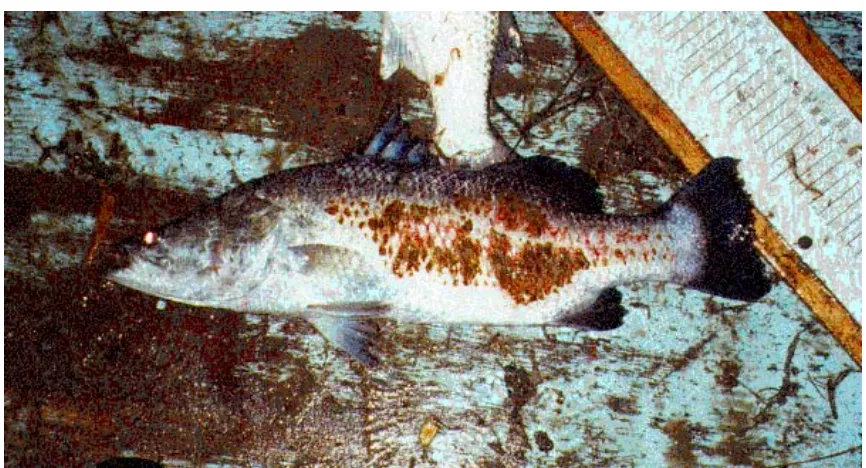 Figure 24 A barramundi caught during gillnetting survey of the Bohle River in January 1998 showing scale damage and ulcerous marks