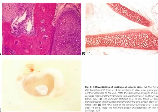 Fig. 6. Differentiationof cartilageat ectopicsites.(al The 1st and the2nd branchial arch from a 14--day embryo31 days after grafting into thean tenor chamberof the eye