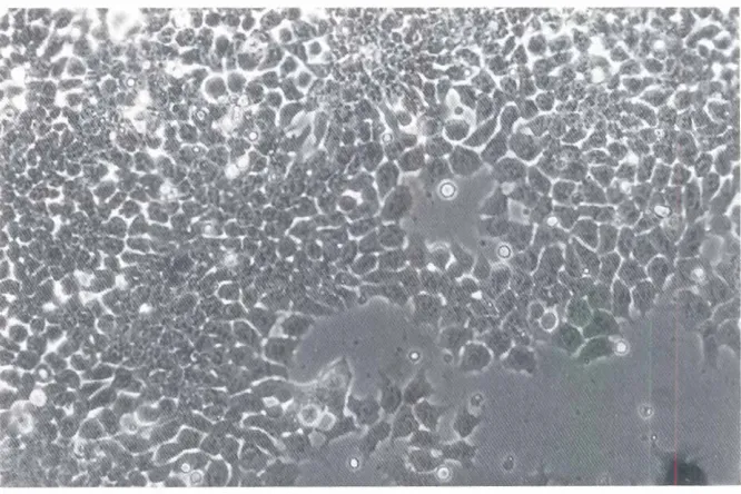 Fig. 1. Morphologyof exponentiallygrowingF9 cells (>.200),