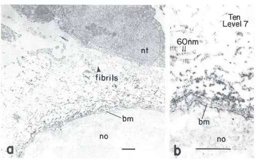 Fig. 8. PAP ultrastructuralimmunolocalizationoftenascinin the midtrunknotochordalsheath.Tenascin is distributed primarily in 10 nm wide fibrilsaround the notochord(no), wherethey run parallel to the notochordalbasementmembrane(bm), which is not stained at 