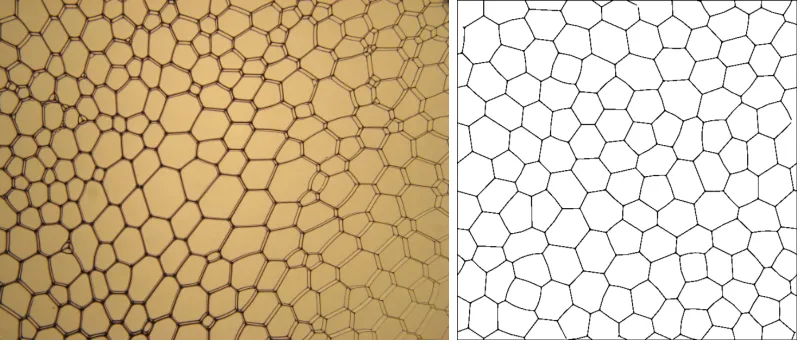 Figure 1. Two realisations of a two-dimensional foam. Left: Soap suds squeezedbetween two glass plates, separated by a few millimetres