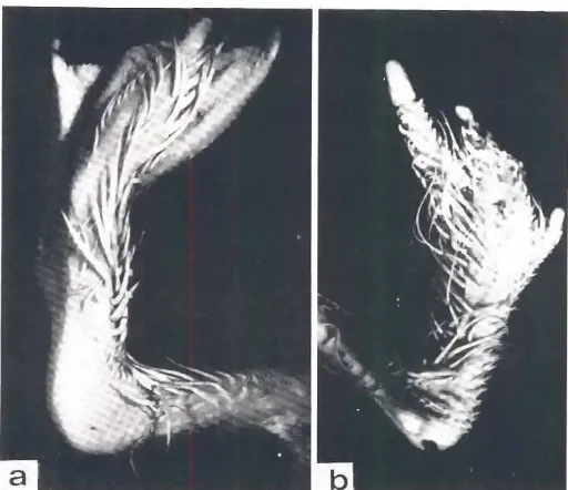Fig. 12. Predominanceof featherby heterotopicoverscalemorphogenesisrevealedrecombinationsof duckwingbudectodermwithduckfa! or chick(bl leg budmesoderm.The resultrnglegsdevelopinconformitywith the regionaland specificorrgill of the mesoderm.The feetof these legs are coveredby cutaneousappendages.the large majoflty ofwhichare feathersiIlsteadof scales.The latter,whenpresent.carry theectopicfeathersat their distal edge