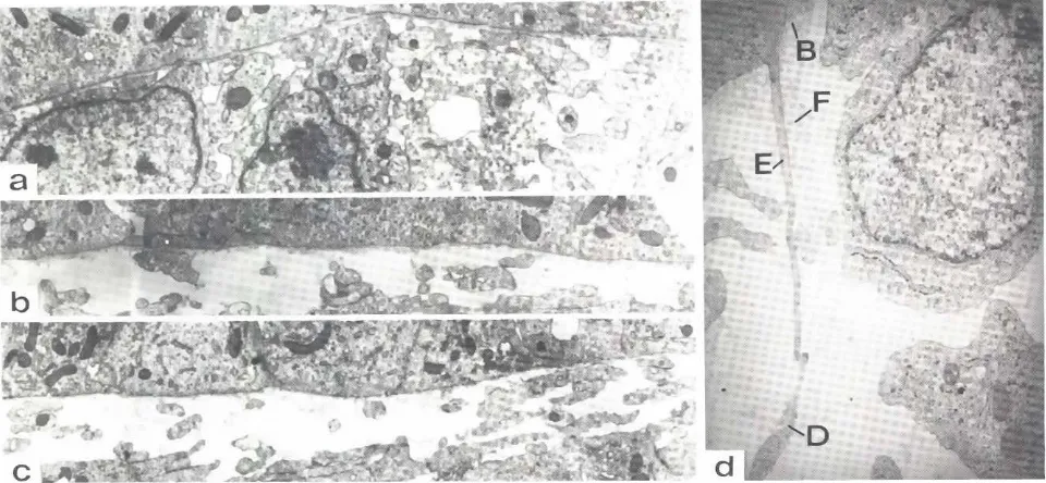 Fig. 13. Ultrastructureof the dermal-epidermaljunctionin feather-formingskin of 7-day (d) and a-day(a-c) chick embryos.{a-cl DifferencesIn rhe micro-architecture of the dermal-epidermaljunction at the peripheral base of a feather bud (a), In Interplumarski