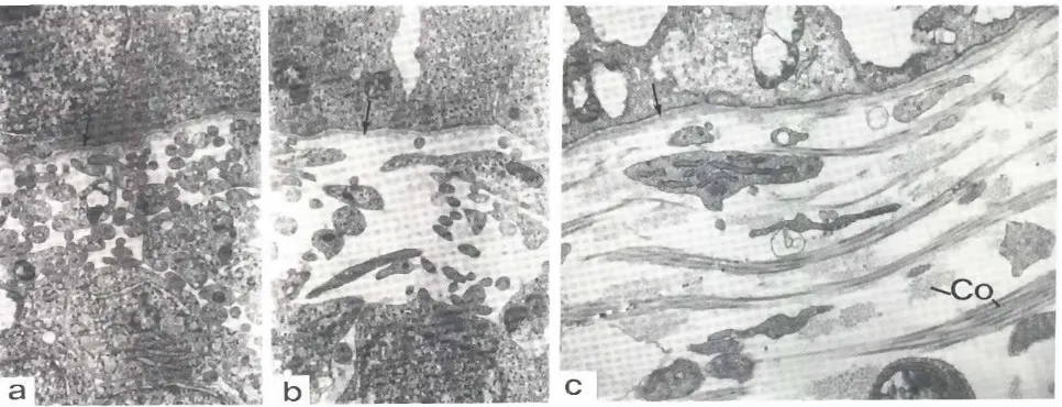 Fig. 14. Ultrastructureof the dermal-epidermaljunctionin 11-day scale.formingfoot skin (a, b) and in 14-day non-feather-formingskin of themid ventralapterium(c), In scale-formingskin (a, bL dermal cell processesare oriented preferentiallywith their long ax