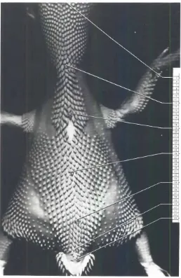Fig. 6. Dorsal view of a 1D.5-day chick embryoshowinganterior edgethe extentanddermatomalorigin (expressedas somitenumbers.on the right) ofthespinalpterylaMedianfeathersare numberedin cephalocaudalse-quence, feather number 1 (nor shown) being located at the level of the of the arias