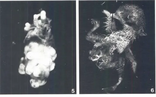 Fig. 5 Tumoral