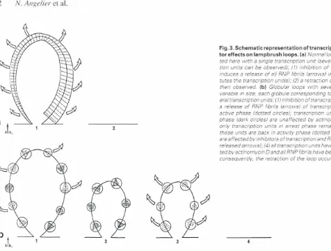 Fig. 3. Schematic representationoftranscriptiontor effects on lampbrushphaseinhibi-loops