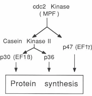 Fig. 6. Schematicphorylationrepresentationof cdc2 proteinkinaseand caseinkinaseII involvementin regulationof proteinsynthesisby phos-of the p47 complex.