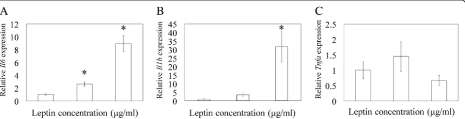 Fig. 3 Leptin gene expression by quantitative reverse-transcription polymerase chain reaction analysis and leptin protein concentration byenzyme-linked immunosorbent assay in quadricep muscles