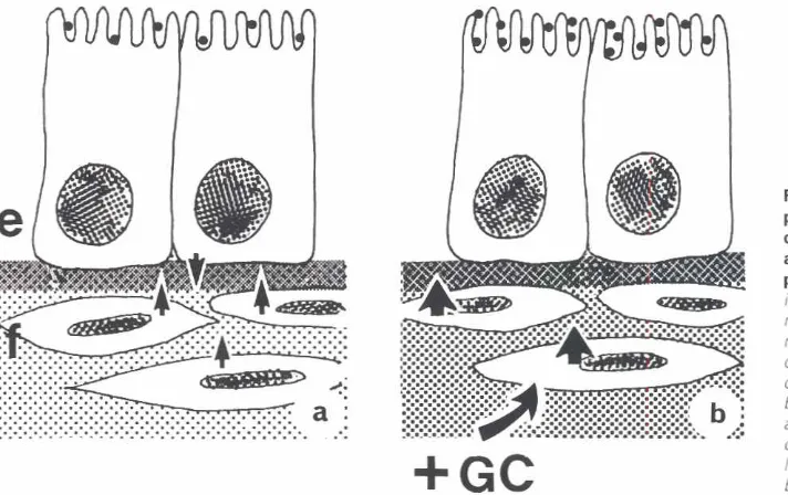 Fig. 7. Schematicrepresentationposedcell interactionsactionprocesses.of thepro-mechanismsof epithelial-fibroblasticlal and of glucocorticoid(GCIIbl forintestinalcelldifferentiationIn (a) the heterotypic cell contactsInducemodificationsIn the ECM mlcroenVlf