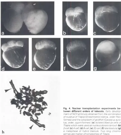 Fig.4.tweenNucleartransplantationexperimentsbe-differentordersof teleosts.Earlydevelop-mentof NCH embryosobtainedfromthe combinationof nucelusof filapia ~Oreochromlsnilotica.order Pecl-formes)and the cytoplasmof goldfish(Carasslusaura-tus, order, cypriniformesJ.(a) Isolatedblastulacells ofTllapia whichwere used as nucleusdonors(arrow).(bl2-cell, Ie) 4-cell, (d) 8-cell, (e) 32-cell,lfIlateblastula,(gla metaphaseofhybndblastula.Twolongchromo-somes are markerchromosomesof Tllapla