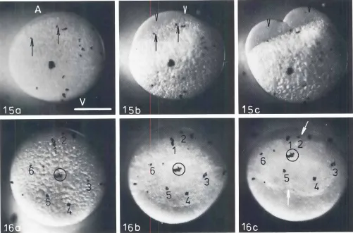 Fig. 15. Movementof the egg surfaceArrowheadsduringooplasmicsegregationand the 1st cleavagedivision(side views).The egg was photographed20mm (15al.50 mm (15bl