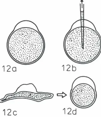 Fig. 12. Schematicrepresentationof experimentson suctionof yolkgranulesout of eggs.112a! The egg with formed blastodisc40-45mlnafter inseminationYolky part of the egg ISmarked with dots!12b) The eggwas puncturedIn the animal pole area, and suction of yolk granules wasstarred.112c}The egg after suction was completed.and micropiprettewaswithdrawn(12dl The egg rapidly regains a pear-shapedform.
