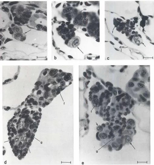 Fig. 2. Transversesectionsof Pleurodeleswalt/larvaerearedat 20'.t2' C. (a) Genital ridge at stage 42