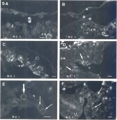 Fig. 5. Immunoreactivityof early and migratingC)PGCs with the NC-1 Mab (A,C,D,E: cryostatsections;8,F: paraffin section)